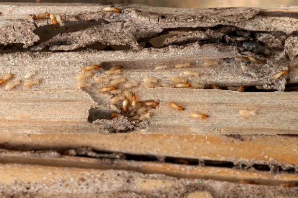 Best Best Pest Control Near Me  in Berry College, GA