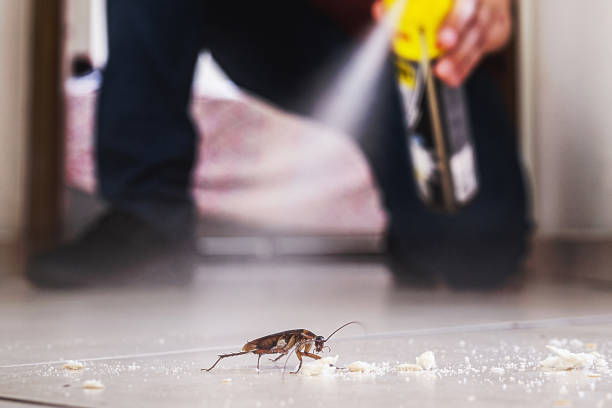 Best Flea Control Services  in Berry College, GA